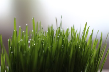 Wheatgrass Grass Drop Of Water